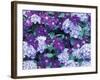 Hydrangea and Clematis, Issaquah, Washington, USA,-Darrell Gulin-Framed Photographic Print