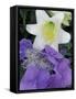 Hydrangea and Easter Lily, Cincinatti, Ohio, USA-Adam Jones-Framed Stretched Canvas