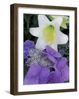 Hydrangea and Easter Lily, Cincinatti, Ohio, USA-Adam Jones-Framed Photographic Print