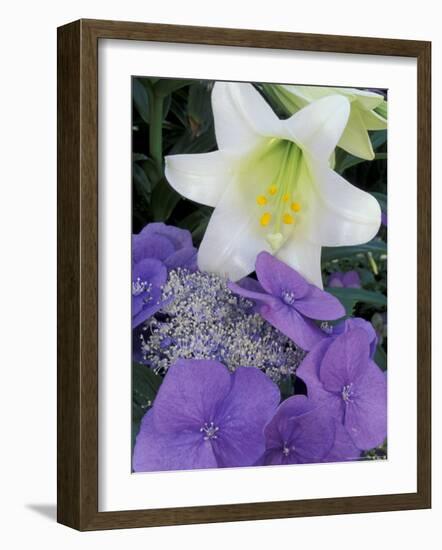 Hydrangea and Easter Lily, Cincinatti, Ohio, USA-Adam Jones-Framed Photographic Print