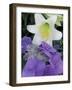 Hydrangea and Easter Lily, Cincinatti, Ohio, USA-Adam Jones-Framed Photographic Print