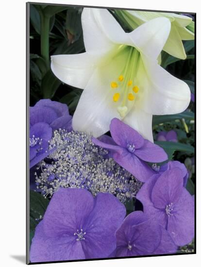 Hydrangea and Easter Lily, Cincinatti, Ohio, USA-Adam Jones-Mounted Photographic Print