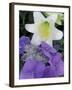 Hydrangea and Easter Lily, Cincinatti, Ohio, USA-Adam Jones-Framed Photographic Print