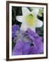 Hydrangea and Easter Lily, Cincinatti, Ohio, USA-Adam Jones-Framed Photographic Print