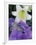 Hydrangea and Easter Lily, Cincinatti, Ohio, USA-Adam Jones-Framed Photographic Print