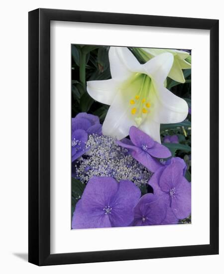 Hydrangea and Easter Lily, Cincinatti, Ohio, USA-Adam Jones-Framed Premium Photographic Print