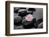 Hydrangea and Wet Stones-crystalfoto-Framed Photographic Print