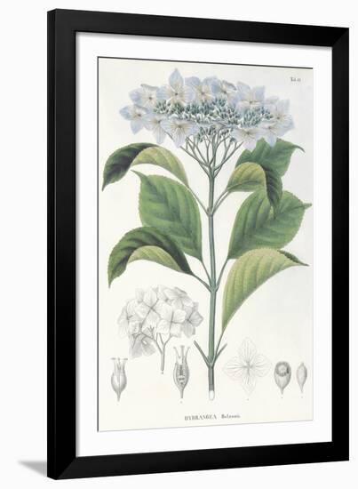 Hydrangea Belizonii-The Vintage Collection-Framed Giclee Print