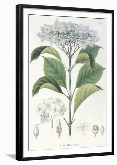 Hydrangea Belizonii-The Vintage Collection-Framed Giclee Print