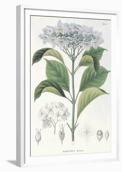 Hydrangea Belizonii-The Vintage Collection-Framed Giclee Print