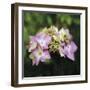 Hydrangea Bloom-Pete Kelly-Framed Giclee Print