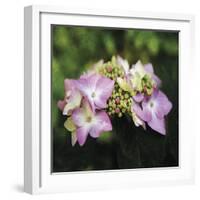 Hydrangea Bloom-Pete Kelly-Framed Giclee Print