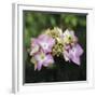 Hydrangea Bloom-Pete Kelly-Framed Giclee Print