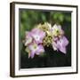 Hydrangea Bloom-Pete Kelly-Framed Giclee Print