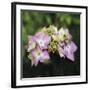 Hydrangea Bloom-Pete Kelly-Framed Giclee Print