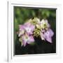 Hydrangea Bloom-Pete Kelly-Framed Giclee Print