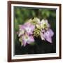 Hydrangea Bloom-Pete Kelly-Framed Giclee Print