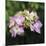 Hydrangea Bloom-Pete Kelly-Mounted Giclee Print