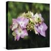 Hydrangea Bloom-Pete Kelly-Stretched Canvas