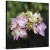 Hydrangea Bloom-Pete Kelly-Stretched Canvas