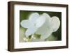 Hydrangea bloom-Anna Miller-Framed Photographic Print