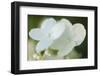 Hydrangea bloom-Anna Miller-Framed Photographic Print