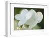 Hydrangea bloom-Anna Miller-Framed Photographic Print