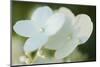 Hydrangea bloom-Anna Miller-Mounted Photographic Print
