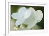 Hydrangea bloom-Anna Miller-Framed Photographic Print