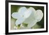 Hydrangea bloom-Anna Miller-Framed Photographic Print