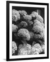 Hydrangea Blooms-null-Framed Photographic Print