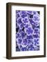 Hydrangea Blooms-Anna Miller-Framed Photographic Print