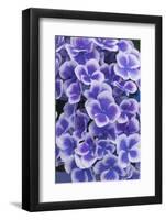 Hydrangea Blooms-Anna Miller-Framed Photographic Print