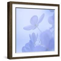 Hydrangea Blossom II-Kathy Mahan-Framed Photographic Print