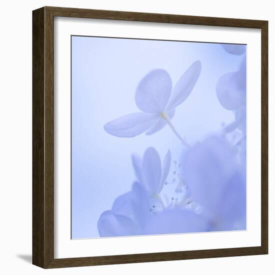 Hydrangea Blossom II-Kathy Mahan-Framed Photographic Print