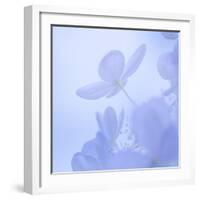 Hydrangea Blossom II-Kathy Mahan-Framed Photographic Print