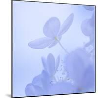 Hydrangea Blossom II-Kathy Mahan-Mounted Photographic Print