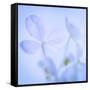 Hydrangea Blossoms I-Kathy Mahan-Framed Stretched Canvas
