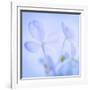 Hydrangea Blossoms I-Kathy Mahan-Framed Photographic Print