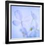 Hydrangea Blossoms I-Kathy Mahan-Framed Photographic Print