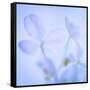 Hydrangea Blossoms I-Kathy Mahan-Framed Stretched Canvas