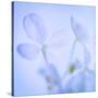 Hydrangea Blossoms I-Kathy Mahan-Stretched Canvas