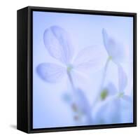 Hydrangea Blossoms I-Kathy Mahan-Framed Stretched Canvas