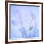 Hydrangea Blossoms I-Kathy Mahan-Framed Photographic Print