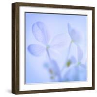 Hydrangea Blossoms I-Kathy Mahan-Framed Photographic Print