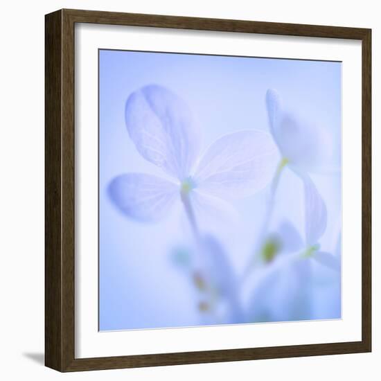 Hydrangea Blossoms I-Kathy Mahan-Framed Photographic Print