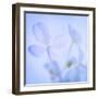 Hydrangea Blossoms I-Kathy Mahan-Framed Photographic Print