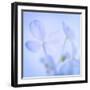 Hydrangea Blossoms I-Kathy Mahan-Framed Photographic Print