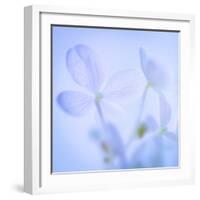 Hydrangea Blossoms I-Kathy Mahan-Framed Photographic Print