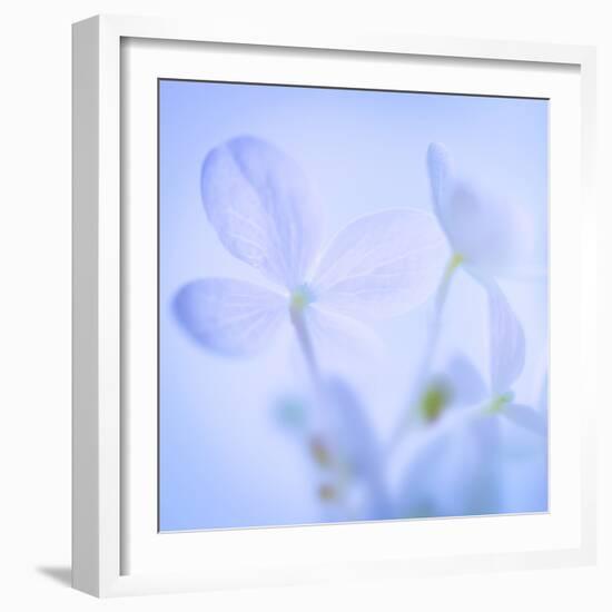 Hydrangea Blossoms I-Kathy Mahan-Framed Photographic Print